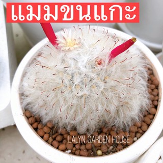 🐑🤍แมมขนแกะ Mammillaria albicoma ขนฟู ขาวสวย ขนาด 4-5 cm น้องๆโตแล้วจ้า โตไวมาก 😊😍❤️