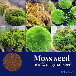 ถูก ใหม่ สายพันธุ์☘️☘️☘️ 50เมล็ด/ห่อ Moss seed Hot Sale โตไว ปลูกง่าย ไม้ประดับ บอนสีแปลกๆ บอน บอนสีแปลกๆถูกๆ มีการรั LU