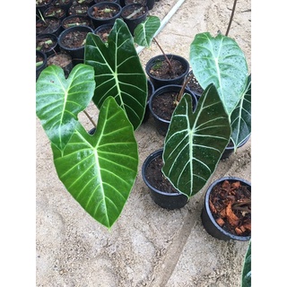 บอนดำสตูล(ส่งทั้งกระถาง) alocasia black satun พร้อมส่งสวยๆ ดูแลต่อได้เลย