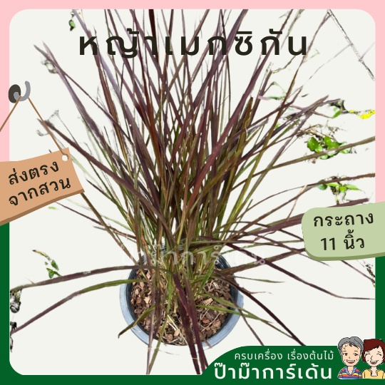 หญ้าเมกซิกัน 11 นิ้ว ไม้แดดประดับสวน