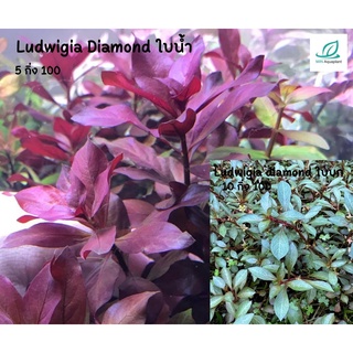 Ludwigia Dimond ลัดวิเจียไดม่อน💥 ถ้ามองหาไม้หลังตู้สีแดงๆ แนะนำต้นนี้เลย แดงมาก💥ต้นไม้น้ำ ต้นไม้ปลูกในตู้ปลา