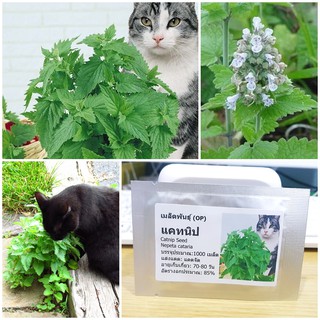 เมล็ดพันธุ์ แคทนิป (Catnip Seed) บรรจุ 1000 เมล็ด คุณภาพดี ราคาถูก ของแท้ 100%