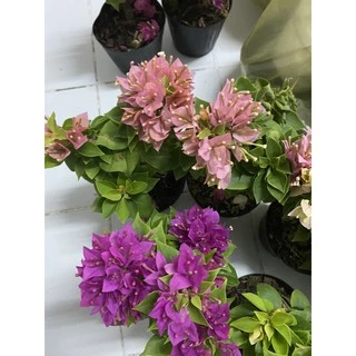 เฟื่องฟ้าสาวิตรี เฟื่องฟ้าแคระ กระถาง 4 และ 6 นิ้ว ให้เลือก 3 สี