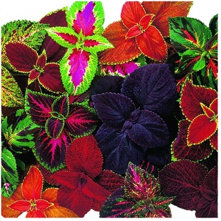 50 เมล็ด เมล็ดพันธุ์ ฤาษีผสม Coleus Seeds