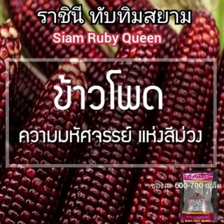 เมล็ดพันธุ์ข้าวโพดหวานทานดิบ"ทับทิมสยาม"...ซองละ600-800เมล็ด