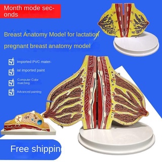 （Ready stock）Disassembled Anatomical Model Anatomy Medical Teaching Tool，Obstetrics and Gynecology teaching aidsbeauty s