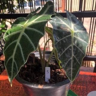 แก้วสารพัดนึก / แก้วหน้าม้า Alocasia (ตัวผู้)