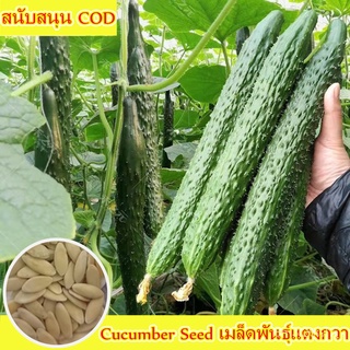 （เมล็ดพันธุ์ ถูก คละ）【ขายเมล็ดพันธุ์ 】เมล็ดพันธุ์แตงกวา ห่อละ 60 เมล็ด Cucumber Seed  เมล็ดพันธุ์ แตงกวาญี่ปุ่นผล MOMI