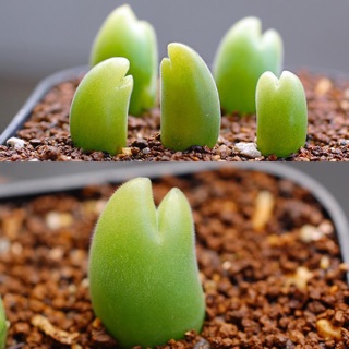 Gibbaeum pilosulum Hondewater, wispy hairs on Hershey kiss body 10pcs.