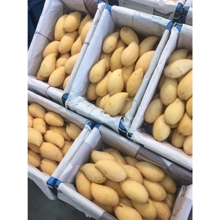 มะม่วงน้ำดอกไม้ / โชคอนันต์ / มหาชนก / แก้วขมิ้น 1กิโล หอมหวานอร่อย สด สะอาด
