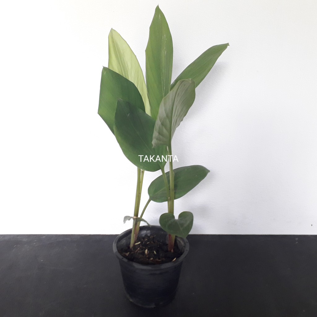 กระชาย Boesenbergia rotunda (L.) Mansf, Fingerroot, Chinese ginger, Chinese keys, Galingale