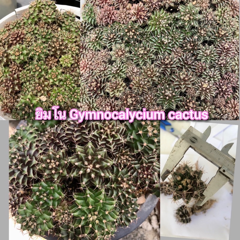 ยิมโน Gymnocalycium cactus เชื้อด่างเชื้อ ต้นละ 3 บาท