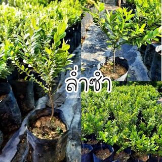 ต้นล่ำซำ🌱หรือต้นหูหนู เป็นไม้มงคลมีความหมายดี รุ่งเรือง(รับประกันสินค้าชำรุด💢)