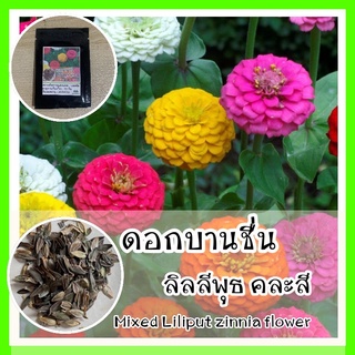 พร้อมส่ง ❗❗ เบานชื่นลิลลิพุทคละสี - Mixed Lilliput zinnia flower เมล็ดพันธุ์แท้ OP  ปลูกง่าย ชอบแดดจัด