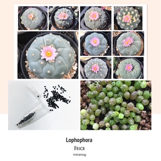 เมล็ดโลโฟ Lophophora Fricii seeds