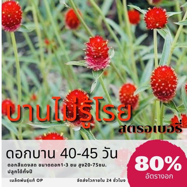 เมล็ดพันธุ์ ดอกบานไม่รู้โรยแดง 50 เมล็ด บานไม่รู้โรย ✅ราคาถูก ปลูกง่าย ดอกสวยมาก ซื้อ10แถม1 คละได้