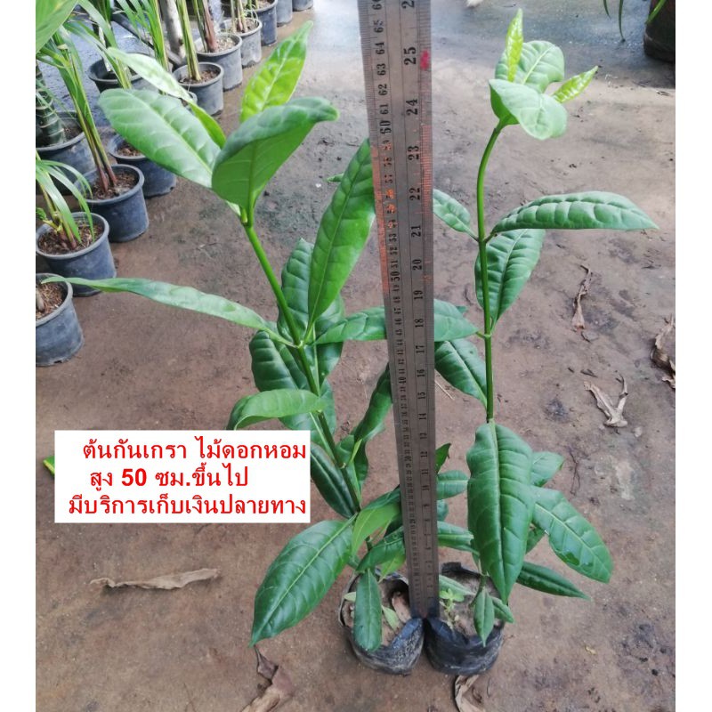 ต้นกันเกรา ต้นละ 40 บาท(มีราคาขายส่งค่ะ)