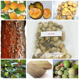 ลดราคาถูกพิเศษ เมล็ดมะหาด Monkey Fruit หาดหนุน ปวกหาด หาด ขนุนป่า แก่นมะหาด สมุนไพรผิวขาว ครีมมะหาด สบู่มะหาด 50 เมล็ด