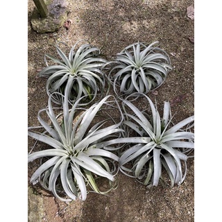 Tillandsia Xerographica