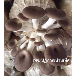 เห็ดนางฟ้าภูฐานพร้อมส่งชุด10ก้อนรับประกันออกดอกทุกก้อนพร้อมคู่มือ