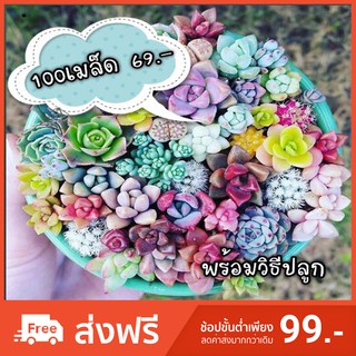 🌟สินค้าขายดี🌟100 เมล็ดไม้อวบน้ำคละสายพันธุ์  พร้อมส่ง