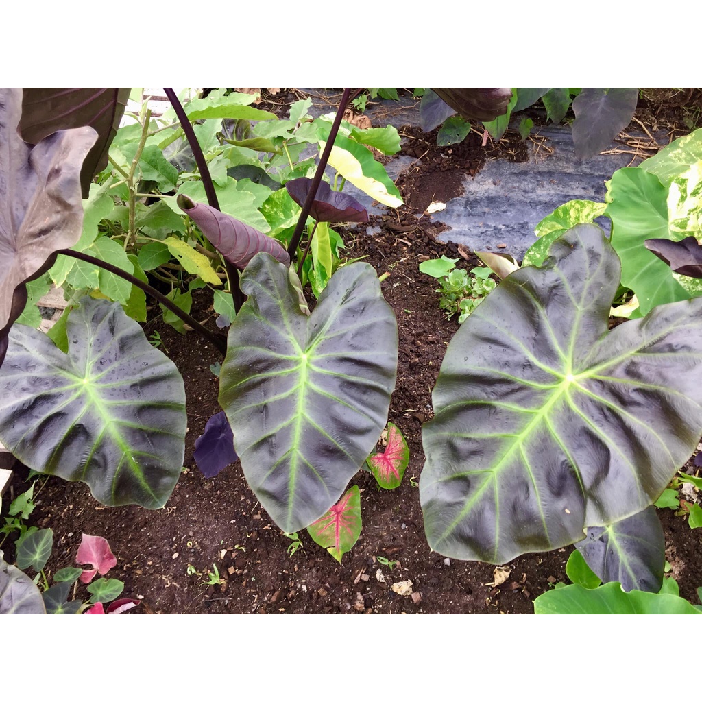 Colocasia esculenta 'Aloha': บอนดำอโลฮ่า
