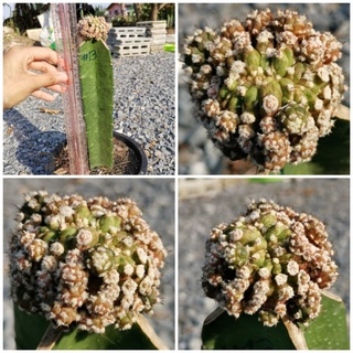 #13 -​ยิมโนมอนส์เตอร์ คริส ด่าง Gymnocalycium monster cristata​ Cactus แคคตัส กระบองเพชร ไม้อวบน้ำ ไม้กราฟ​ ยิมโนด่าง