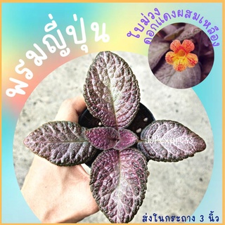 พรมญี่ปุ่น ดอกสีแดงผสมเหลือง ใบสีม่วง  (กระถาง 3 นิ้ว) สวยน่ารักมาก ปลูกง่ายโตไว  ค่าส่งถูก