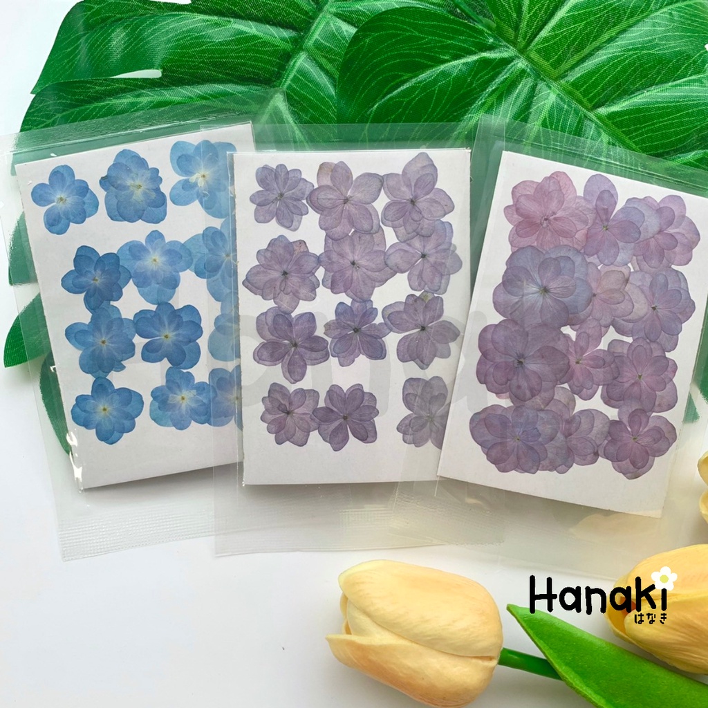 【พร้อมส่ง】ไฮเดรนเยียกลีบซ้อนทับ ดอกไม้จริงทับแห้ง ดอกไม้ทับแห้ง Pressed Flowers