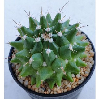 Cake Cactus Farm กระบองเพชร Mammillaria bucareliensis cv. Erusamu แมมอิรุซามุ สายเก่า