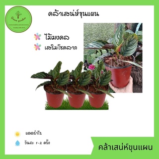 คล้าเสน่ห์ขุนแผน ขุนแผนใบมน ว่านพลายชุมพล Calathea sanderiana ไม้ดอก ไม้ประดับ ไม้มงคล ส่งทั้งกระถาง 6 นิ้ว