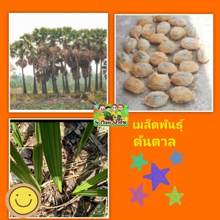 เมล็ดพันธุ์ต้นตาล เม็ดพันธุ์ต้นตาล เมล็ดพันธุ์ตาลโตนด เม็ดตาลโตนด