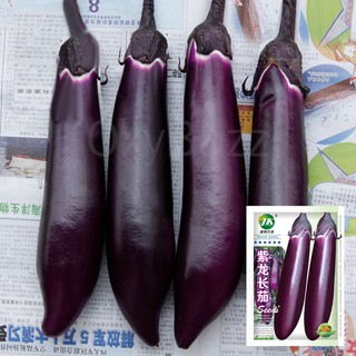 เมล็ดมะเขือยาวม่วงดำ 300เมล็ด ขั้วและผลสีม่วงดำ Eggplant Seeds เมล็ดมะเขือยาวสีม่วง เมล็ดมะเขือยาวสีดำ