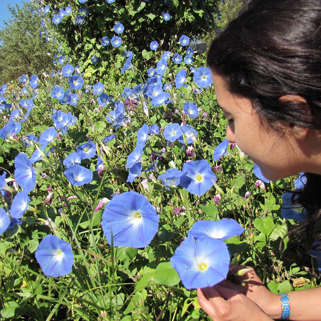 เมล็ด มอนิ่งกลอรี สีฟ้า - Heavenly Blue Morning Glory Flower