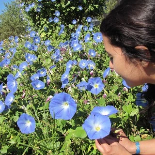 เมล็ดพันธุ์ มอร์นิ่งกลอรี เฮฟเวนรี่บลู (Heavenly Blue Morning Glory Seed) บรรจุ 40 เมล็ด คุณภาพดี ราคาถูก ของแท้ 100%