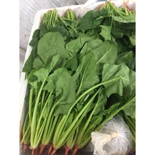 เมล็ดปวยเล้ง 50เมล็ด [10 เเถม 1]