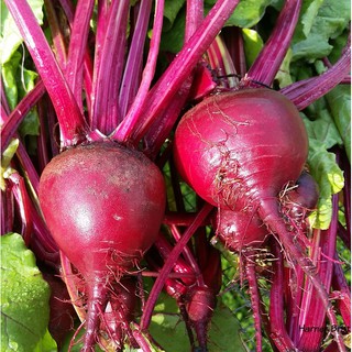 เมล็ด หัวบีช พันธุ์ดีทรอย - Detroit Dark Red Beets