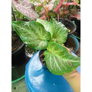 บอนสีหงส์เหินcaladium