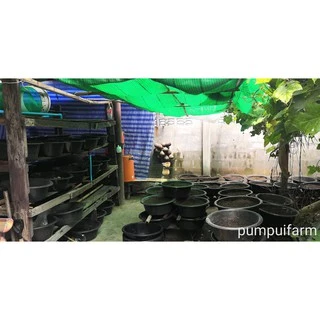 มูลไส้เดือน ร่อนสดใหม่ ทุกถุง vermicompost ขนาด 1 กก. kg (รวมหีบห่อ 960g+30g)