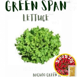 LETTUCE Green Span (approx 250 seeds) บ้านและสวน/ดอกไม้/เมล็ด/แอปเปิ้ล/หมวก/สวน/ผู้ชาย/กระโปรง/คื่นฉ่าย/กุหลาบ/ VRDE