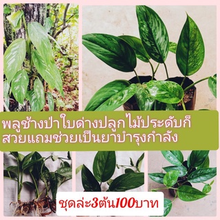 พลูช้างป่าใบด่าง 3ต้น100บาท (ส่งแบบล้างราก)