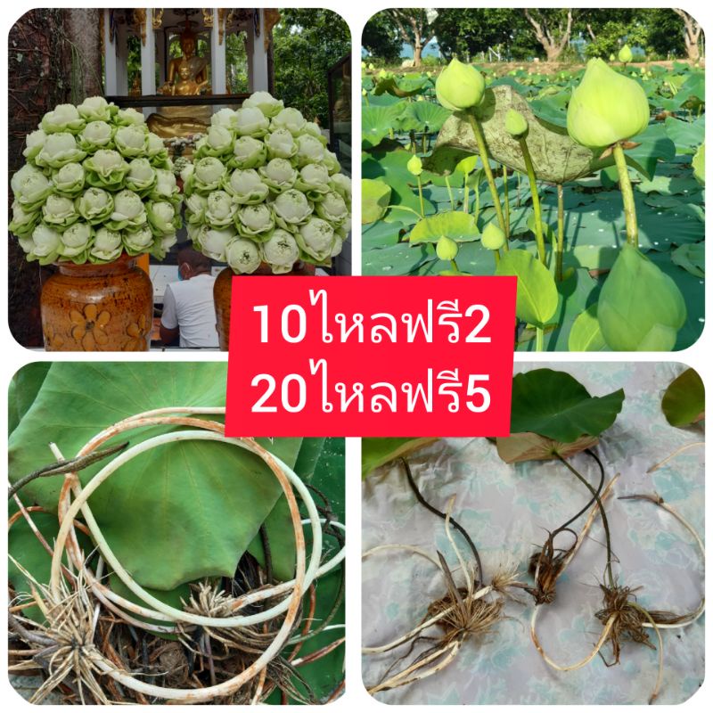 ไหลบัวฉัตรขาว พันธุ์บัว บัวหลวงสัตตบุษย์ ถูกที่สุด จากนาบัวพูลสุข 10ฟรี2