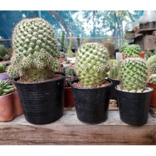 ต้นกระบองเพชร,แคคตัส Mammillaria karwinskiana Cactus แมมฯโฉมสกาว