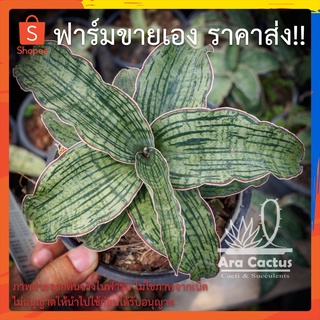 สวนขายเอง! ลิ้นมังกรคลีโอพัตรา Sansevieria cleopatra ไซส์กระถาง 4 นิ้ว ต้นไม้ประดับ อวบน้ำ ไม้ฟอกอากาศ