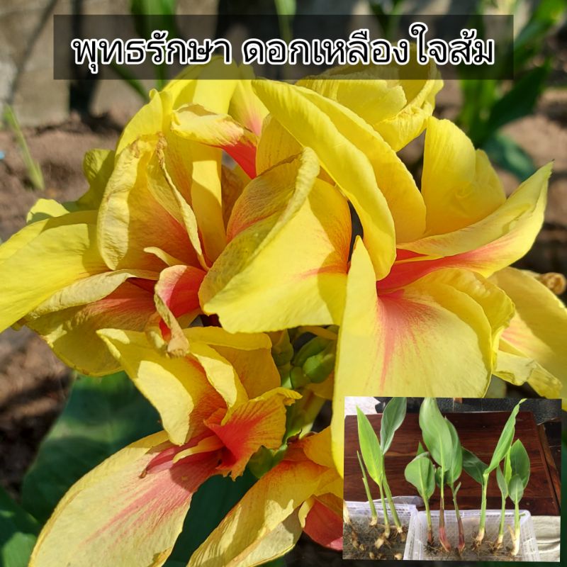 พุทธรักษา สีเหลืองใจส้ม *สั่งขั้นต่ำ 3 ต้น คละได้ทั้งร้าน*