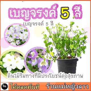 เบญจรงค์ 5 สี กิ่งตัดสด ไม้ดอกสวย กินใบอร่อย คลอโรฟิลสูง ตำลึงหวาน อ่อมแซบ สีสวย ผักสลัด ต้มจืด จิ้มน้ำพริก อ่อมแซบด่าง