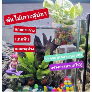 กระถางพลูด่างเกาะตู้ปลา💚🐟แถมหิน/แถมกระถาง/แถมต้นพูลด่าง