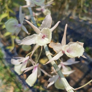 กล้วยไม้ เอื้องสายหลวง Dendrobium anosmum