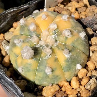 Astrophytum asterias(ด่างเหลือง)10เมล็ด.-89