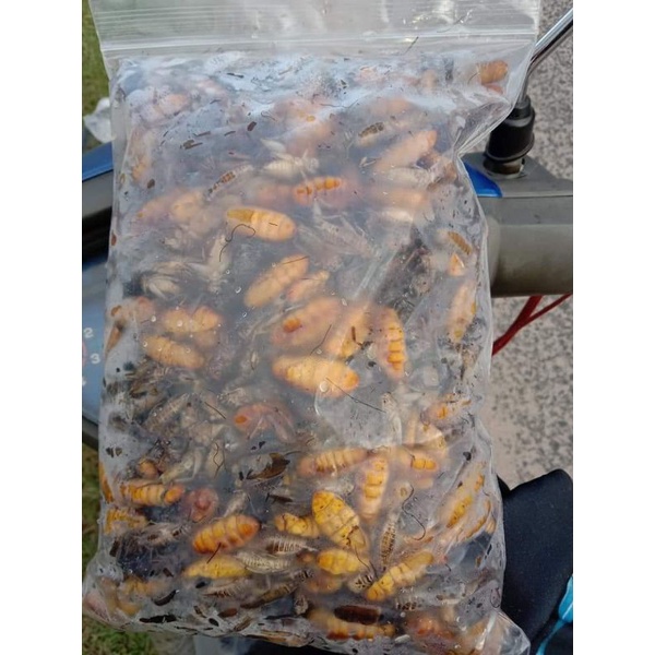 แมลงรวม น้ำหนัก1กิโล